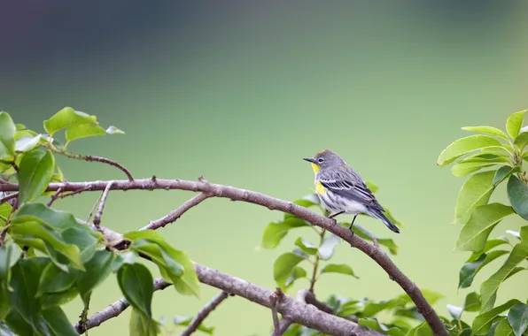 Птица, листва, ветка, Yellow-rumped Warbler (Dendroica coronata)