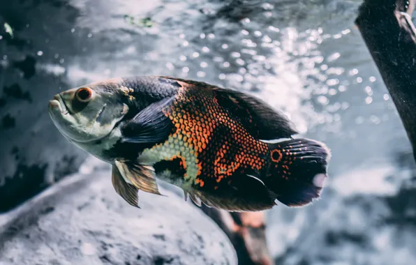 Картинка animal, Brown, Silver, and Black Oscar Fish