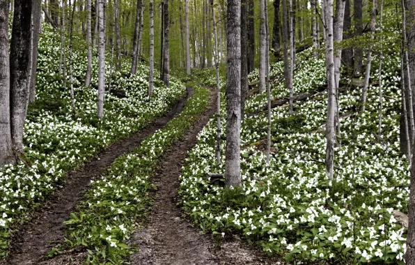 Картинка дорога, лес, весна