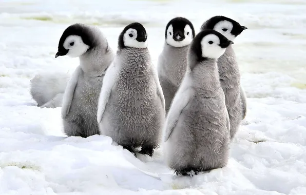 Пингвины, птенцы, антарктика