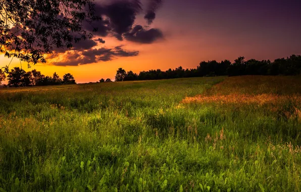 Картинка поле, закат, природа