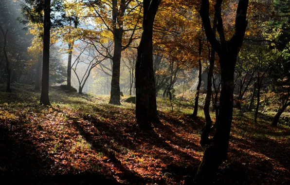 Картинка осень, лес, листья, деревья, природа