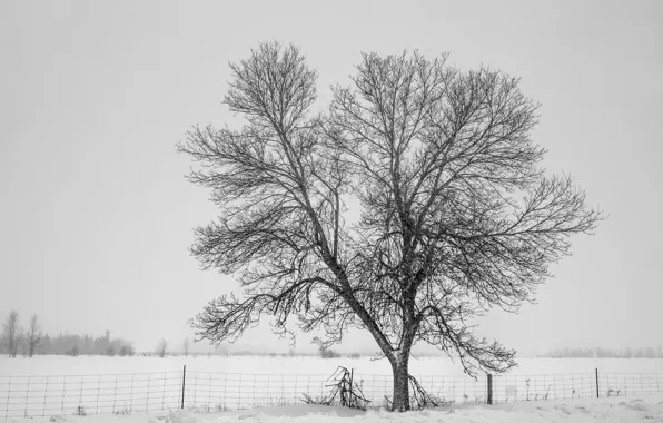 Winter, snow, tree, fog, fence, cold