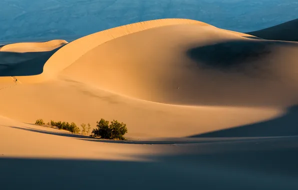 Картинка песок, трава, пустыня, тень, дюны, солнечно