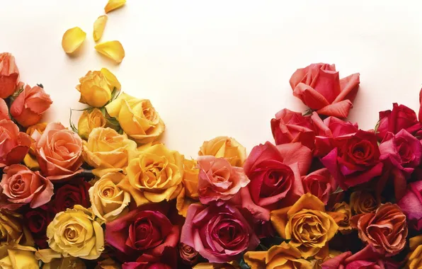 Red, flower, yellow, pink, flowers, roses, bunch