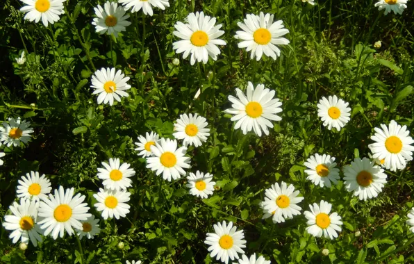 Трава, цветы, widescreen, обои, ромашки, ромашка, wallpaper, flower