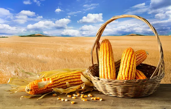 Поле, облака, фон, Небо, кукуруза, Корзина