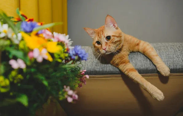 Кошка, кот, взгляд, цветы, поза, букет, кресло, лапы