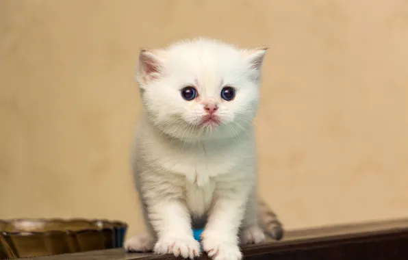 Кошка, взгляд, поза, котенок, мордашка
