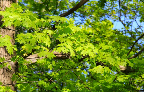 Forest, park, leafs, spring, twigs