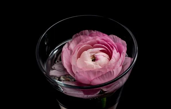 Картинка цветок, вода, стакан, розовый, лютик