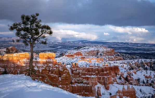 Зима, снег, дерево, Юта, Брайс-Каньон, Utah, Bryce Canyon National Park, Национальный парк Брайс-Каньон