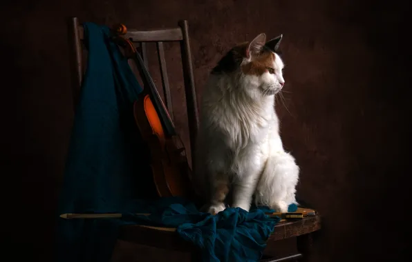 Кошка, кот, темный фон, скрипка, стул, ткань, белая, натюрморт