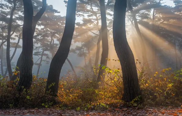 Картинка осень, лучи, свет, деревья, природа, туман, парк, сосны