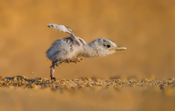 Чайка, птенец, seagull, chick, take off, Faisal ALnomas, на взлёт