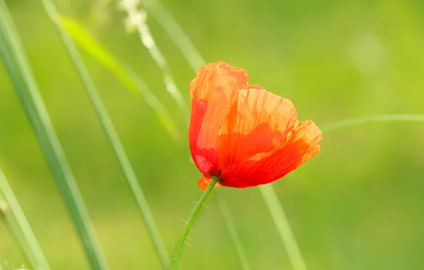 Red, poppy, blooming