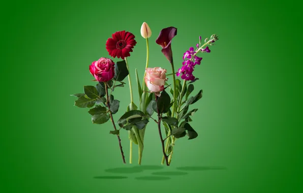 Коллаж, роза, тюльпан, лепестки
