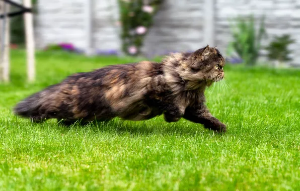 Картинка кошка, лето, трава, кот, бег, прогулка