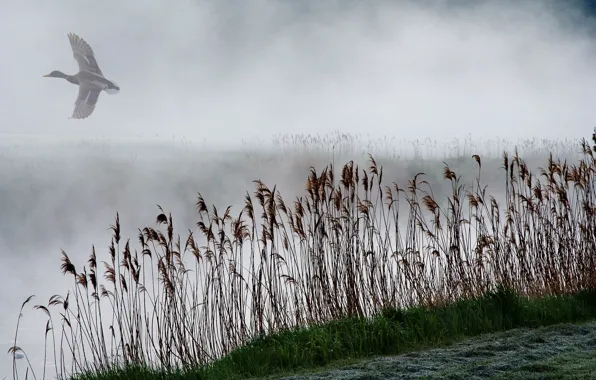 Картинка туман, озеро, камыш, утка