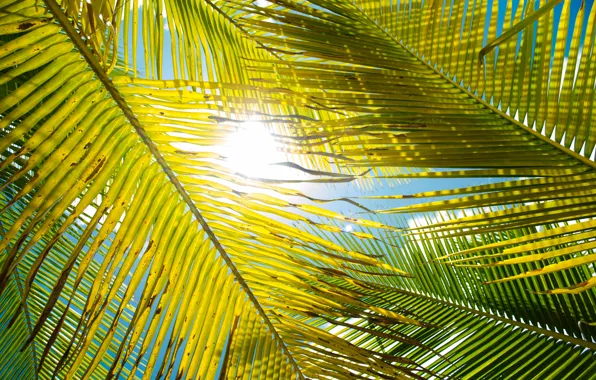 Картинка листья, солнце, пальма