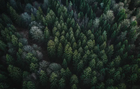 Лес, деревья, природа, вид сверху