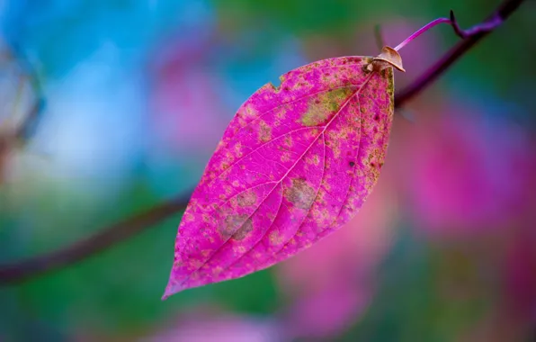 Осень, природа, лист, краски, ветка