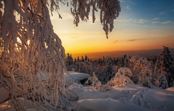Зима, лес, свет, снег, ветки, природа, рассвет, вид