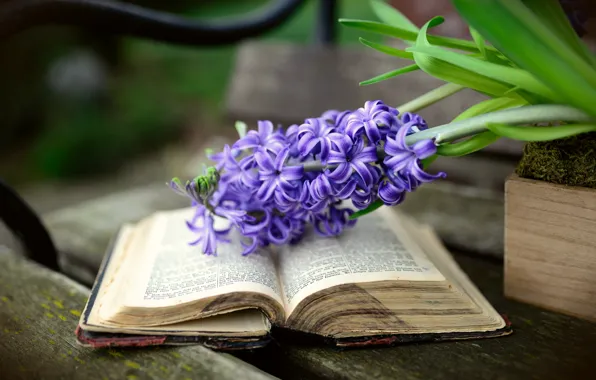 Цветы, доски, весна, книга, натюрморт, сиреневые, старая, боке