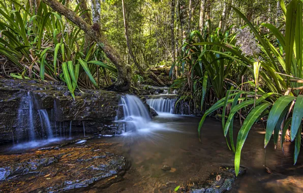Картинка лес, листья, деревья, водопад, Австралия, Queensland