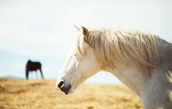 Картинка белый, конь, лошадь