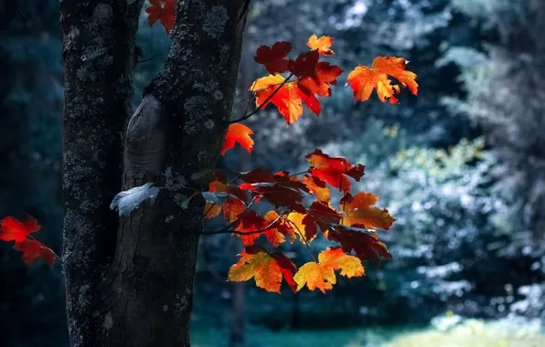 Осень, листья, ветки, природа, дерево, клён