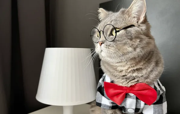 Кошка, кот, взгляд, серый, лампа, портрет, очки, рубашка
