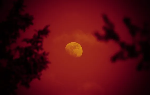 Небо, деревья, ночь, луна, красная луна