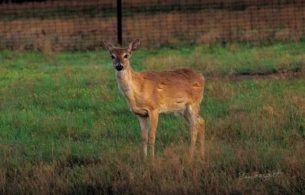Трава, взгляд, ограждение, оленёнок, Oh Deer