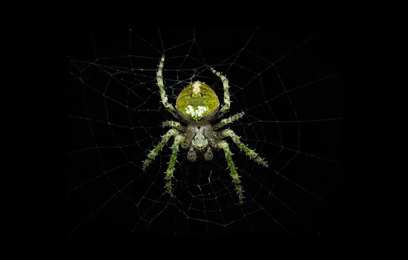 Spider, nature, black background