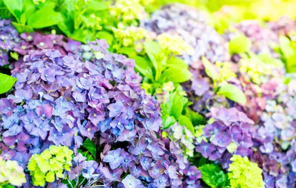Цветы, куст, цветение, Гортензия