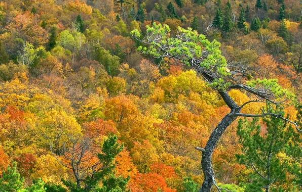 Картинка осень, лес, листья, пейзаж, дерево