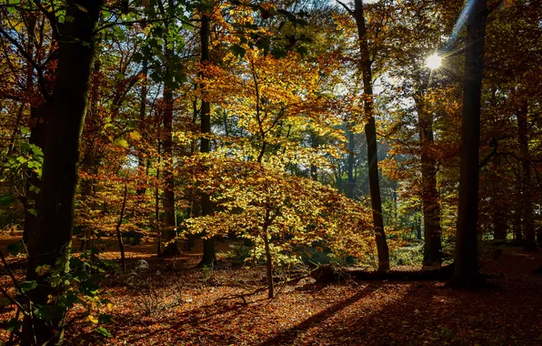 Осень, листья, деревья, парк, Нидерланды, лучи солнца, Maurick Castle Park