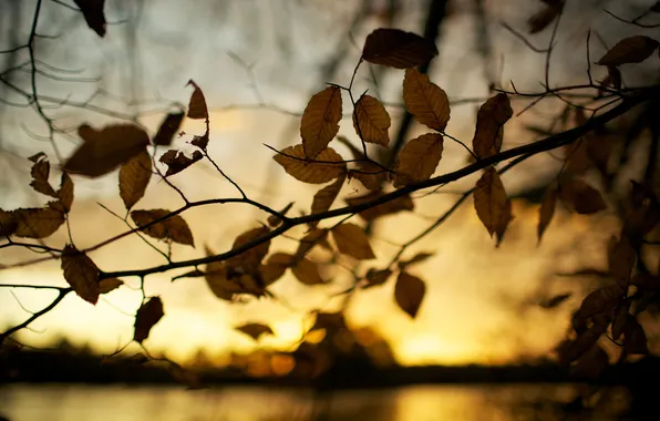 Картинка осень, листья, макро, природа, дерево, фотографии, осенние обои