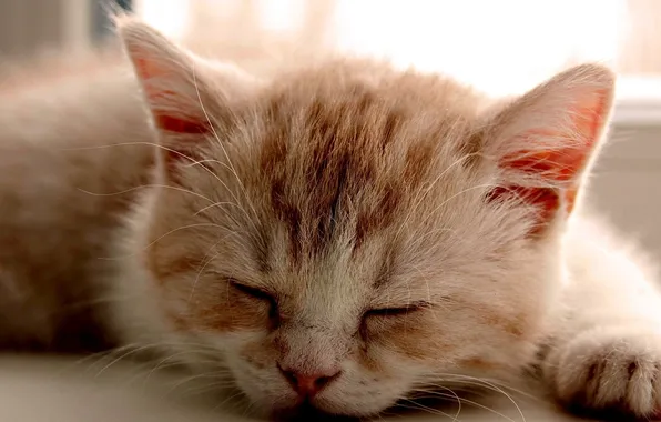 Картинка котенок, лапа, сон, рыжий, светлый окрас