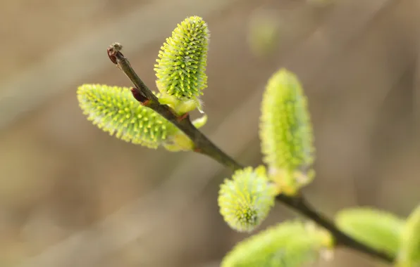 Base, spring, twig