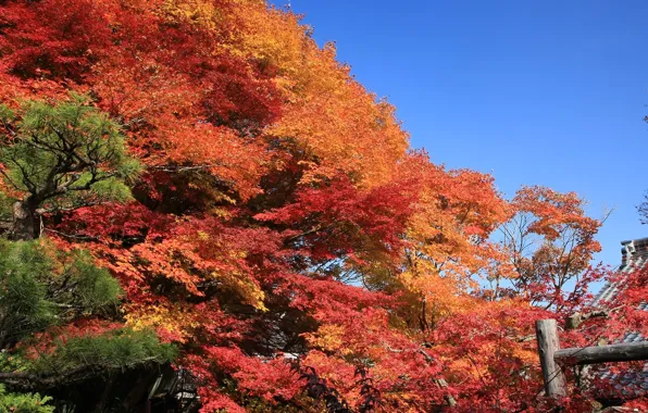 Осень, листья, Небо, Деревья