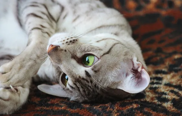 Eyes, fur, feline