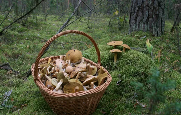 Картинка осень, лес, природа, фон, обои, грибы, мох, прогулка