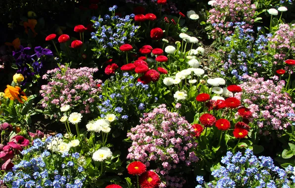 Garden, color, spring, blooming