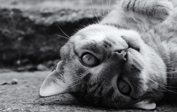 Картинка кошка, кот, взгляд, мордочка, чёрно-белая, монохром, котэ, котейка