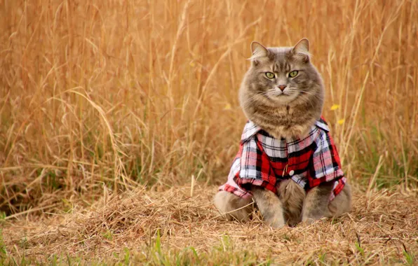 Картинка поле, кошка, кот, взгляд, рубашка