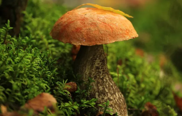Картинка осень, лес, макро, листва, гриб