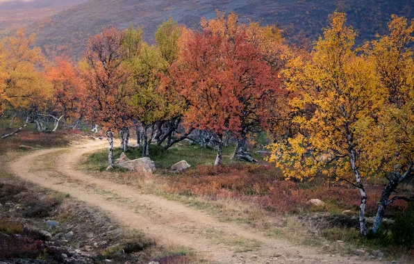 Дорога, осень, лес, деревья, камни, холмы, краски осени, разноцветная листва