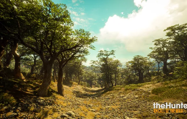Игра, Природа, савана, мексика, theHunter Call of the Wild™